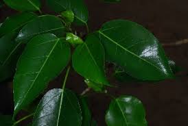 Image result for Ficus polita