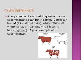 In genetics, dominance is the phenomenon of one variant (allele) of a gene on a chromosome masking or overriding the effect of a different variant of the same gene on the other copy of the chromosome. Incomplete Dominance And Codominance Ppt Video Online Download