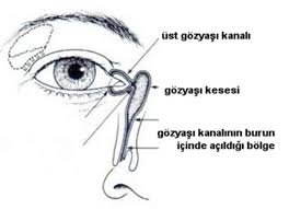 Goz Yasi Kanal Ameliyati Gozyasi Kanali Tikanikligi Belirtileri Nelerdir Doktortakvimi Com