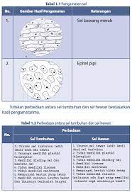 Praktek sel hewan (sel epitel pipi). Membandingkan Sel Hewan Dengan Sel Tumbuhan Biologi Yuk Belajar