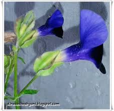 Mungkin kalian agak sulit membayangkan benda berwarna ungu. Jenis Dan Nama Nama Bunga Tanaman Hias Bunga Cantik Jdsk