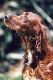 Hunde Liebe In 2020 With Images Irish Setter Dogs Irish Setter Puppy Irish Setter