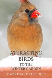 Love Birds Find Out How To Keep Them Coming Back To Your Garden All Winter Long Wild Birds Backyards Backyard Birds Sanctuary Feeding Birds In Winter