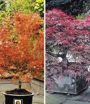 Japanischer Ahorn Burgund Bei Baldur Garten Facherahorn Japanische Ahornbaume Pflanzen Japanischer Garten