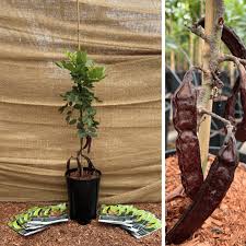 Image result for Ceratonia