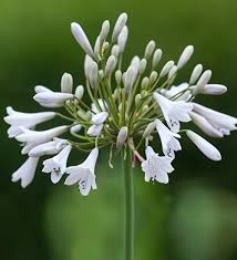 Pin By Corrie Ginneken Van On Agapanthus In 2020 Agapanthus White Agapanthus Plant Delivery