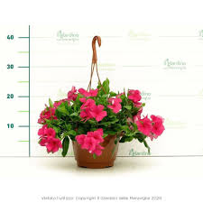 L'edera è sicuramente la pianta pendente più conosciuta di tutte. Vinca Pensile Pervinca Pensile Sposini Pianta Perenne Pendente Con Fioritura Abbondante Per Fioriere Terrazzi E Balconi