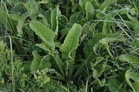 Image result for Berkheya setifera