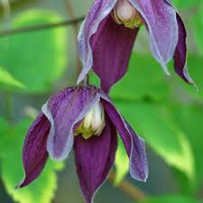 Shop by season of interest. Climbers Can Have Tiny Gardens Punching Above Their Weight