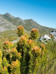 Image result for Disa roeperocharoides