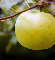 Fruit trees at ty ty nursery, you will find a wide selection with hundreds of different varieties and types of fruit trees for home and commercial growing. Buy Affordable Lodi Apple Trees At Our Online Nursery Arbor Day Foundation Buy Trees Rain Forest Friendly Coffee Greeting Cards That Plant Trees Memorials And Celebrations With Trees And More