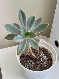 Over time, as a succulent's oldest leaves wither, die and fall (or are trimmed) off, branches and stems become denuded. Fred Ives Succulent Furniture Home Living Gardening Plants Seeds On Carousell