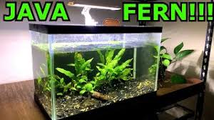 Maybe you would like to learn more about one of these? How To Propagate Java Fern Hydroponic Emersed Grow System Youtube