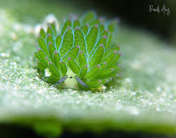 The funny little creatures have the face of a cow or sheep, but a back that looks like a house plant. Adorable Leaf Sheep Sea Slugs Look Like Cartoon Lambs