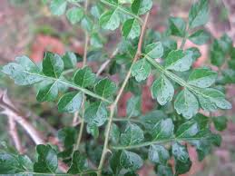 Image result for Commiphora schlechteri