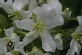 Image result for Vernicia montana