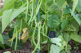 Allow a minimum of three to four weeks between disking in manure and planting bean seeds. How To Stop Insects From Eating Green Bean Plants Ehow Com Green Bean Plant Growing Green Beans Bean Plant