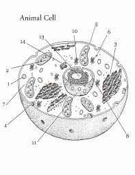 Check spelling or type a new query. Animal And Plant Cells Easy Drawing Novocom Top