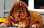 Tibetan Mastiff Puppies for Sale from Reputable Dog Breeders