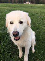 Are these dogs lost and looking for owners?