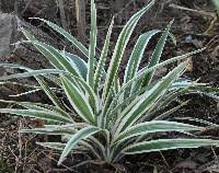 Image result for Chlorophytum gallabatense