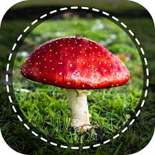 Mushroom identifier is a tool to identify, detect and classify mushrooms. Mushroom Identifier App By Photo Camera 2020 Apps On Google Play