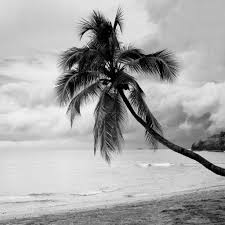 Beauty Black And White Photography Quotes Coconut Tree Tap To See More Beautiful Black White Photography Wallpapers Mobile9 Photography Wallpaper Tree Photography Black And White Wallpaper
