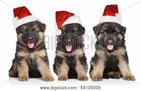 Pin On German Shepherds