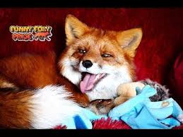 Happy Fox Makes Funny Noises Youtube Happy Fox Fox Red Fox