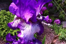 It will rejuvenate your iris bed and give you more flowers. Get It Growing The Majesty Of The Iris Sequim Gazette