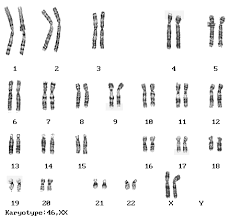 Human Chromosomal Disorders