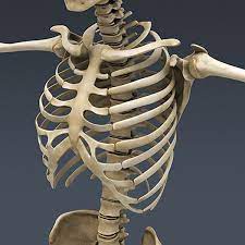 Human anatomy simplified with stunning illustrations. Human Skeleton Nose Anatomy 3d Model Skeleton Anatomy Human Skeleton Anatomy Human Skeleton