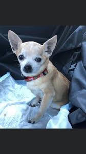 Helping lost & found pets. Best Friends Animal Clinic 11 Photos 24 Reviews Veterinarians 13895 Colfax Hwy Grass Valley Ca Phone Number
