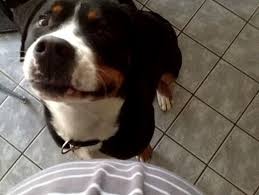 Dadurch, dass die menstruation zunehmend seltener wird, bleibt auch eine etwaige schwangerschaft oft länger unbemerkt. Schwanger Im Sommer Und Rettung Aus Dem Hundeforum Planet Hund