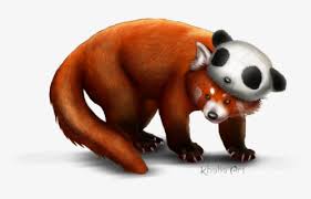 Free Red Panda Clip Art With No Background Clipartkey Iphone 5 iphone 6 plus iphone x cuteness , panda, panda drawing png clipart. red panda clip art with no background