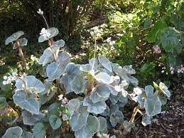 Pin On Horticulture Begonias
