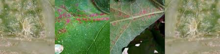 Image result for Tetranychidae grapevine