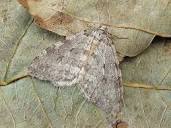 Pale November Moth Adult | UKmoths