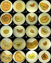 Image result for Bivinia jalbertii