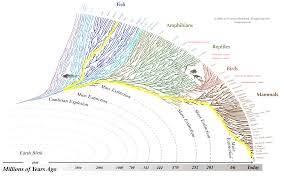 evogeneao the tree of life