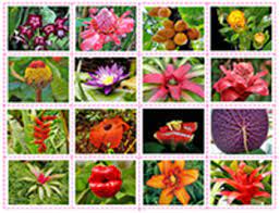 Below you will find an easy to use list of all the lovely us state flowers. South American Flowers And Plants Matching Freebie Tpt