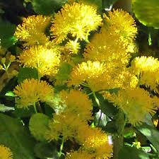 Fragrant trees can add a lot to your yard or garden because there is nothing like a pleasant scent to enhance the enjoyment of your surroundings. Growing Azara Shrubs For Uk Gardens