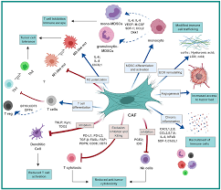 It can also help tell how well your treatment has worked and predict your outlook. Frontiers The Dark Side Of Fibroblasts Cancer Associated Fibroblasts As Mediators Of Immunosuppression In The Tumor Microenvironment Immunology
