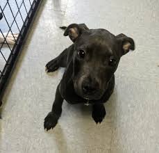 Our approach, however, is unique. Loving Heart Animal Shelter Home Facebook