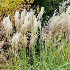 We did not find results for: Our Obsession With Pampas Grass Is Costing The Environment Six Alternatives To Cut And Dry The Telegraph