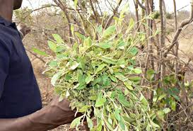 Image result for Combretum