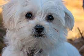 Usually a teacup is any dog weighing less than 4 lbs when fully grown. Facts About Maltese Dogs