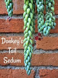 Get tips and tricks for taking care of this plant indoors or outside. Growing Sedum Morganianum Aka The Donkey Tail Succulent W Photos