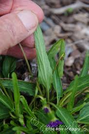 Image result for Vittaria elongata