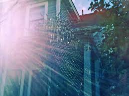 Spray the repellent in the corners of your garden or in the areas where you have had to clean a lot of spider webs from. How To Clean Cobwebs Realestate Com Au